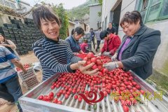 铜石镇“引”“留”“用”三步走 走好乡村人才振兴路