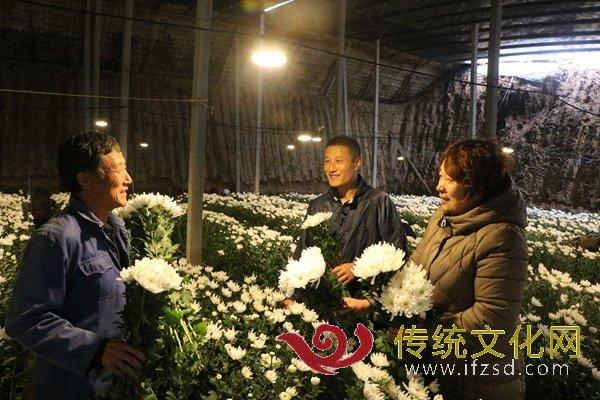 郯城县高峰头镇：致富新菊俏寒冬